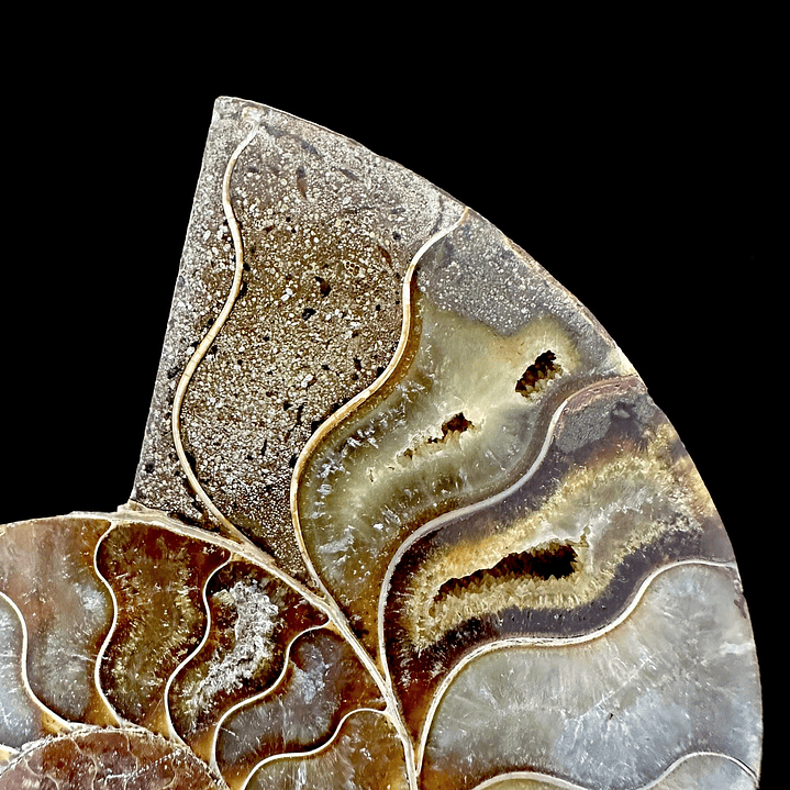 Fósil de Ammonite XL #9 2