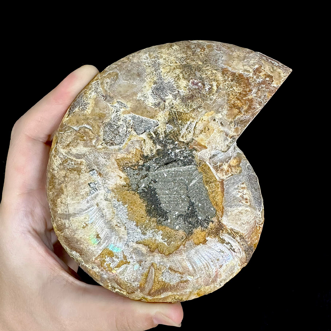 Fósil de Ammonite XL #9 4