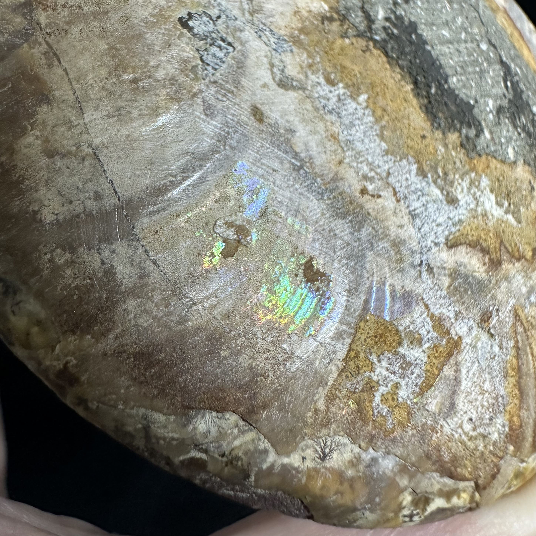 Fósil de Ammonite XL #9 3