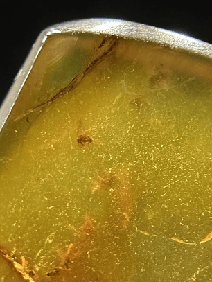 Ámbar con insecto #21