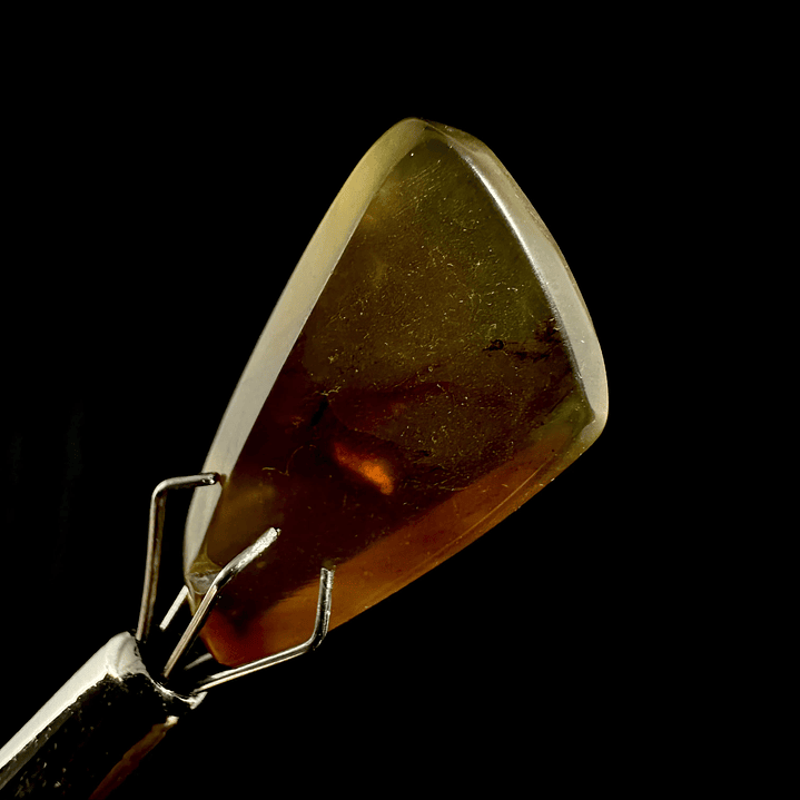 Ámbar con insecto #21 5