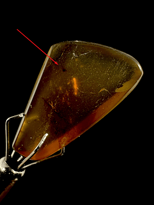 Ámbar con insecto #21