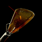 Ámbar con insecto #21 - Miniatura 1