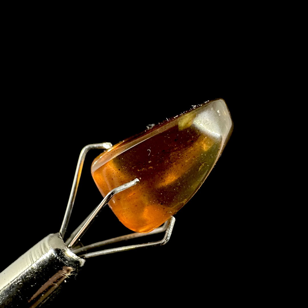 Ámbar con insecto #22 5
