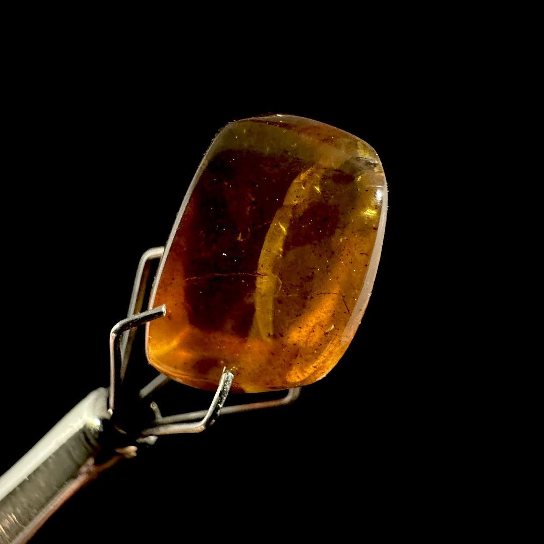 Ámbar con insecto #22 4