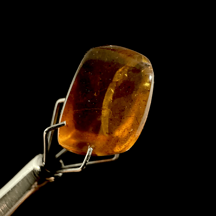 Ámbar con insecto #22 4