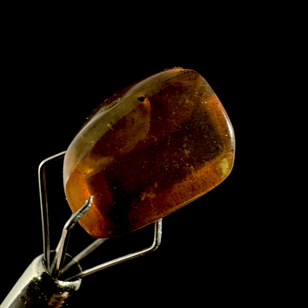 Ámbar con insecto #22 2