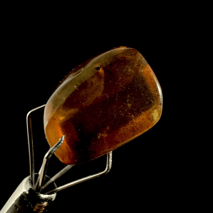 Ámbar con insecto #22 2