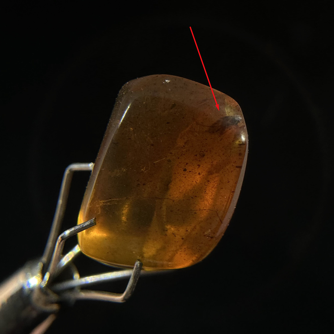 Ámbar con insecto #22 1