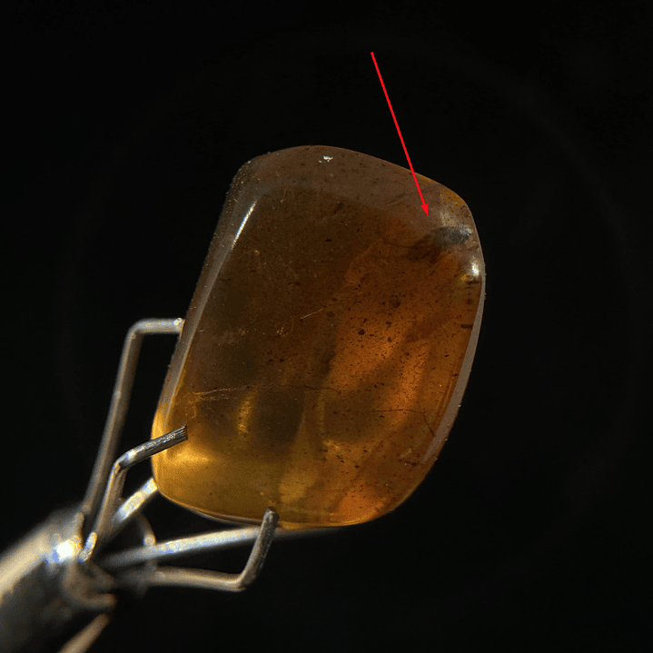 Ámbar con insecto #22 1