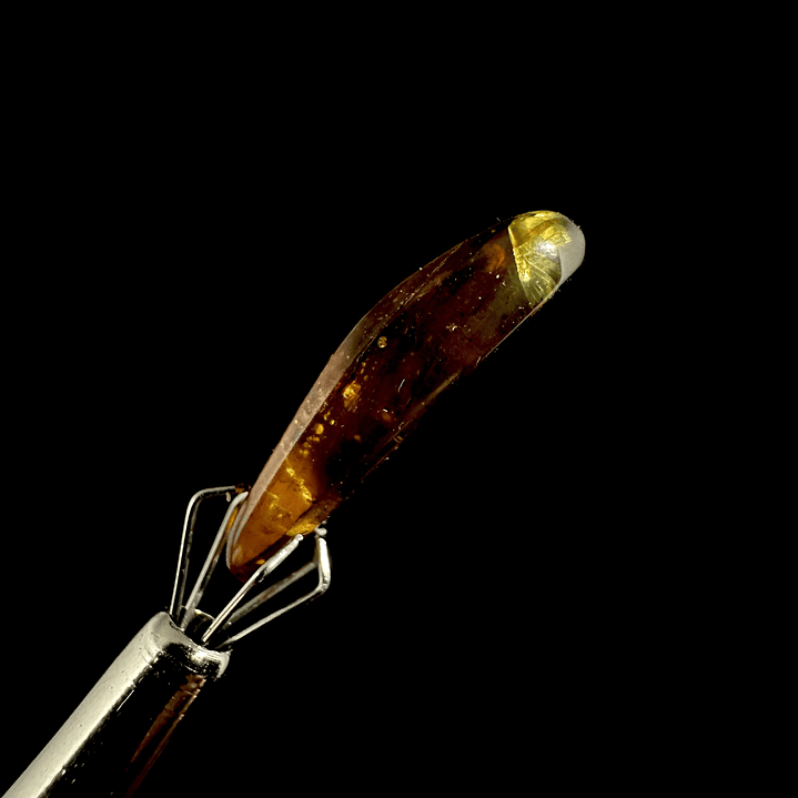 Ámbar con insecto #23 3