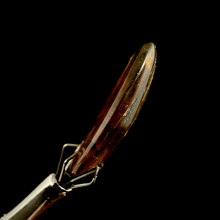 Ámbar con insecto #23 5