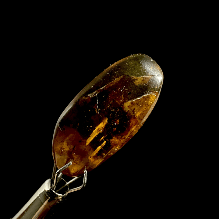 Ámbar con insecto #23 4