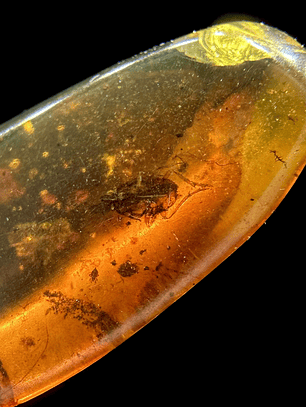 Ámbar con insecto #23