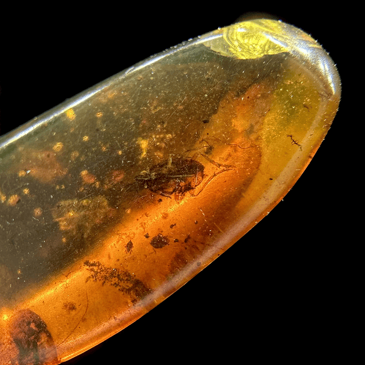 Ámbar con insecto #23 2