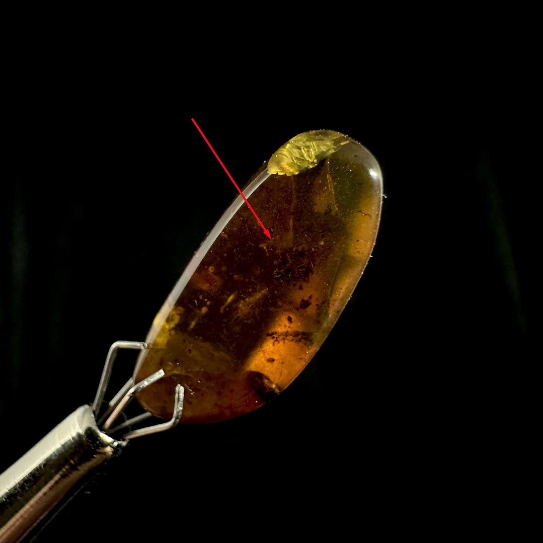 Ámbar con insecto #23 1