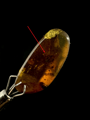 Ámbar con insecto #23