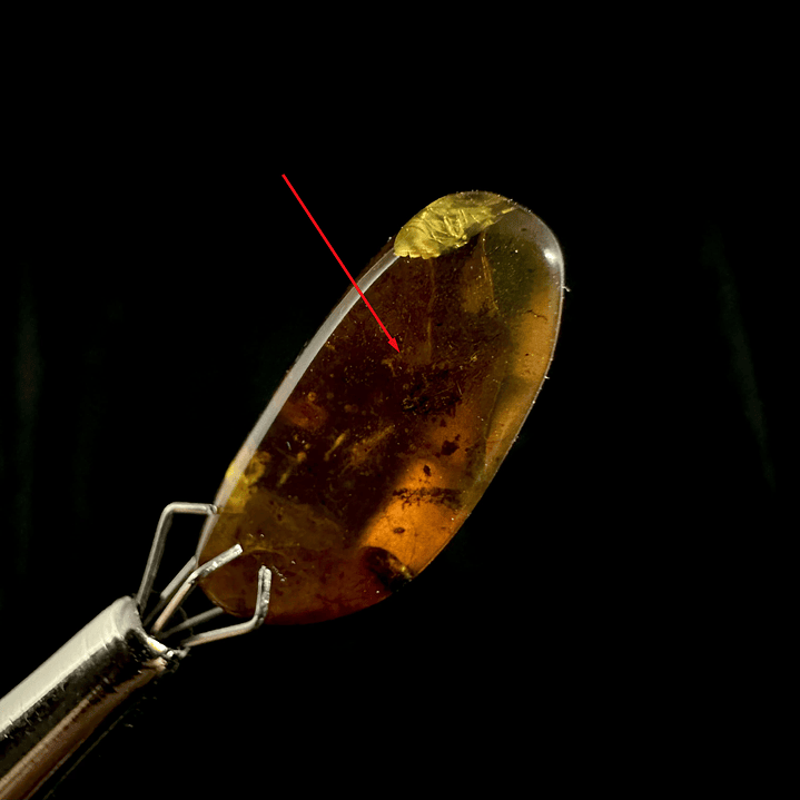 Ámbar con insecto #23 1