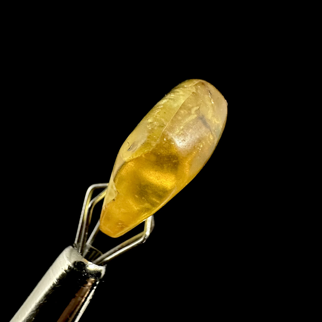 Ámbar con insecto #24 8