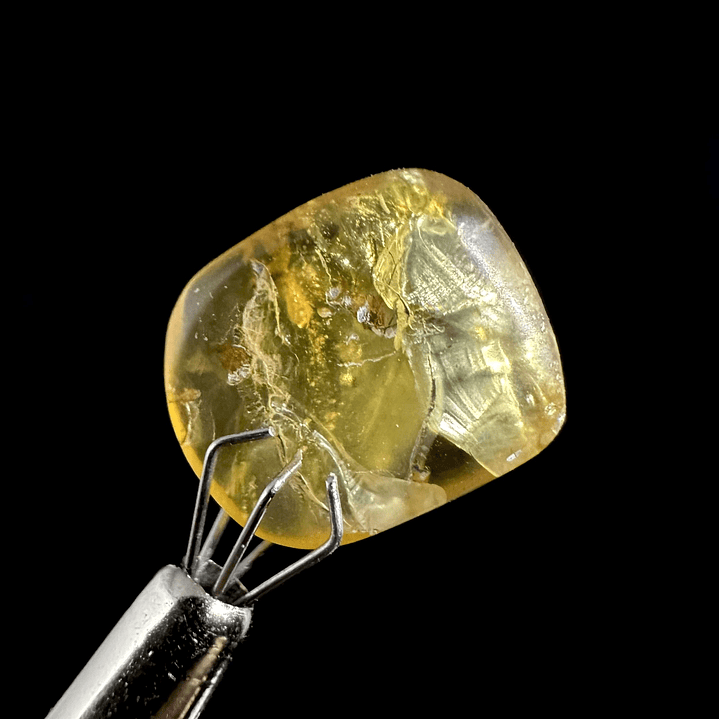 Ámbar con insecto #24 6