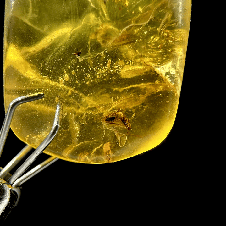 Ámbar con insecto #24 3