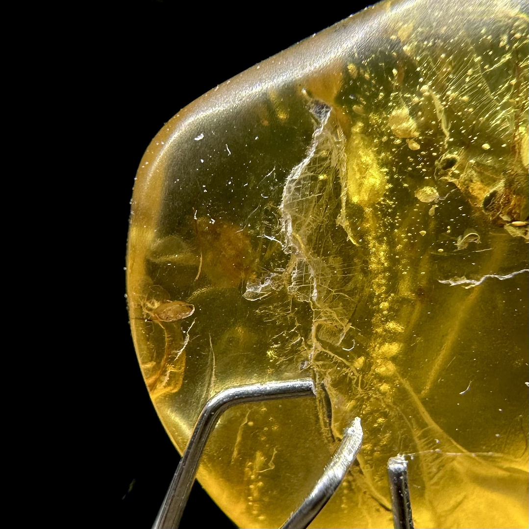 Ámbar con insecto #24 4