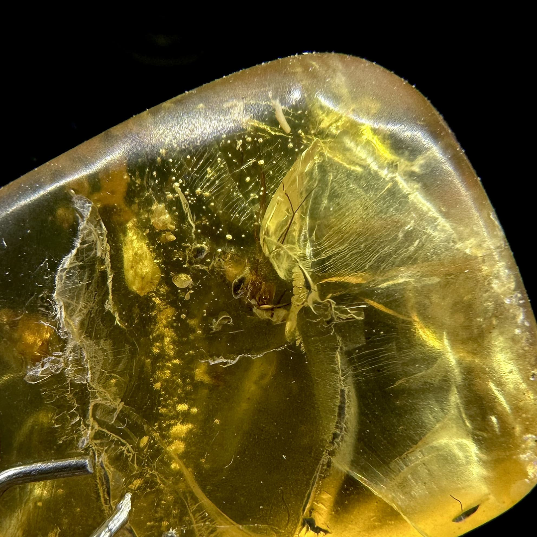 Ámbar con insecto #24 5