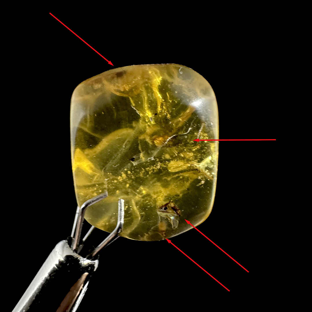 Ámbar con insecto #24 1