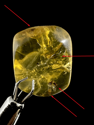 Ámbar con insecto #24