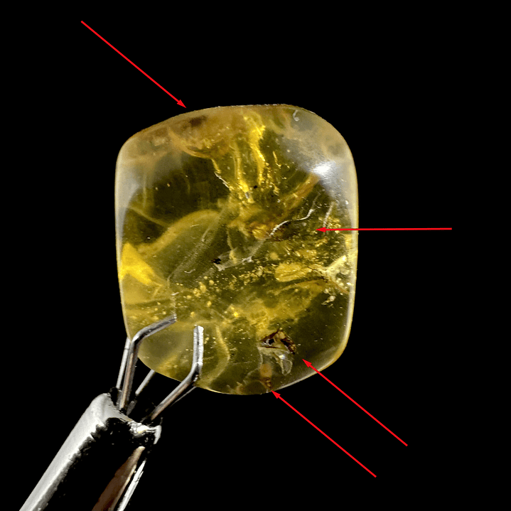 Ámbar con insecto #24 1