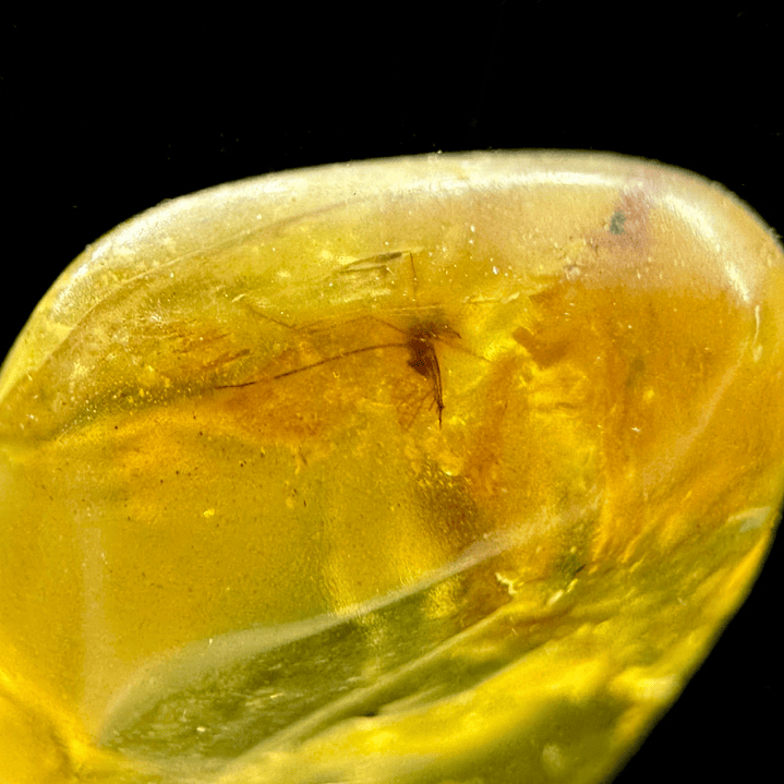 Ámbar con insecto #24 2
