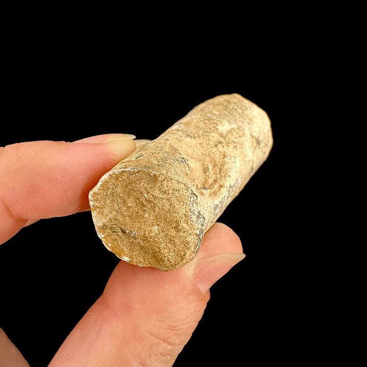 Fósil de Crinoidea #4 5