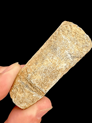 Fósil de Crinoidea #4