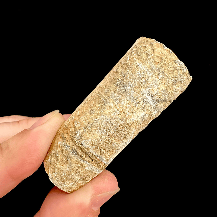 Fósil de Crinoidea #4 2