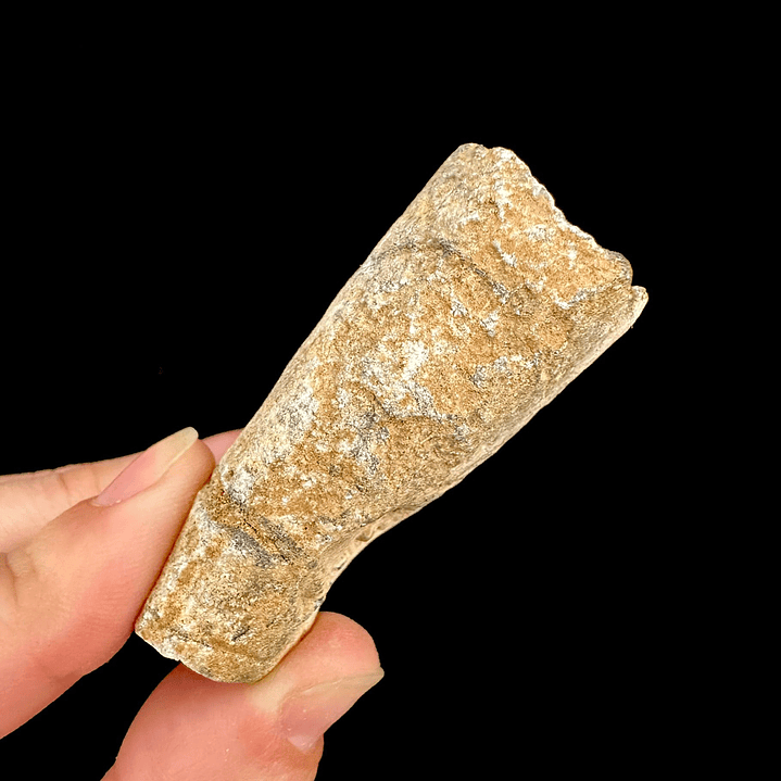 Fósil de Crinoidea #4 3