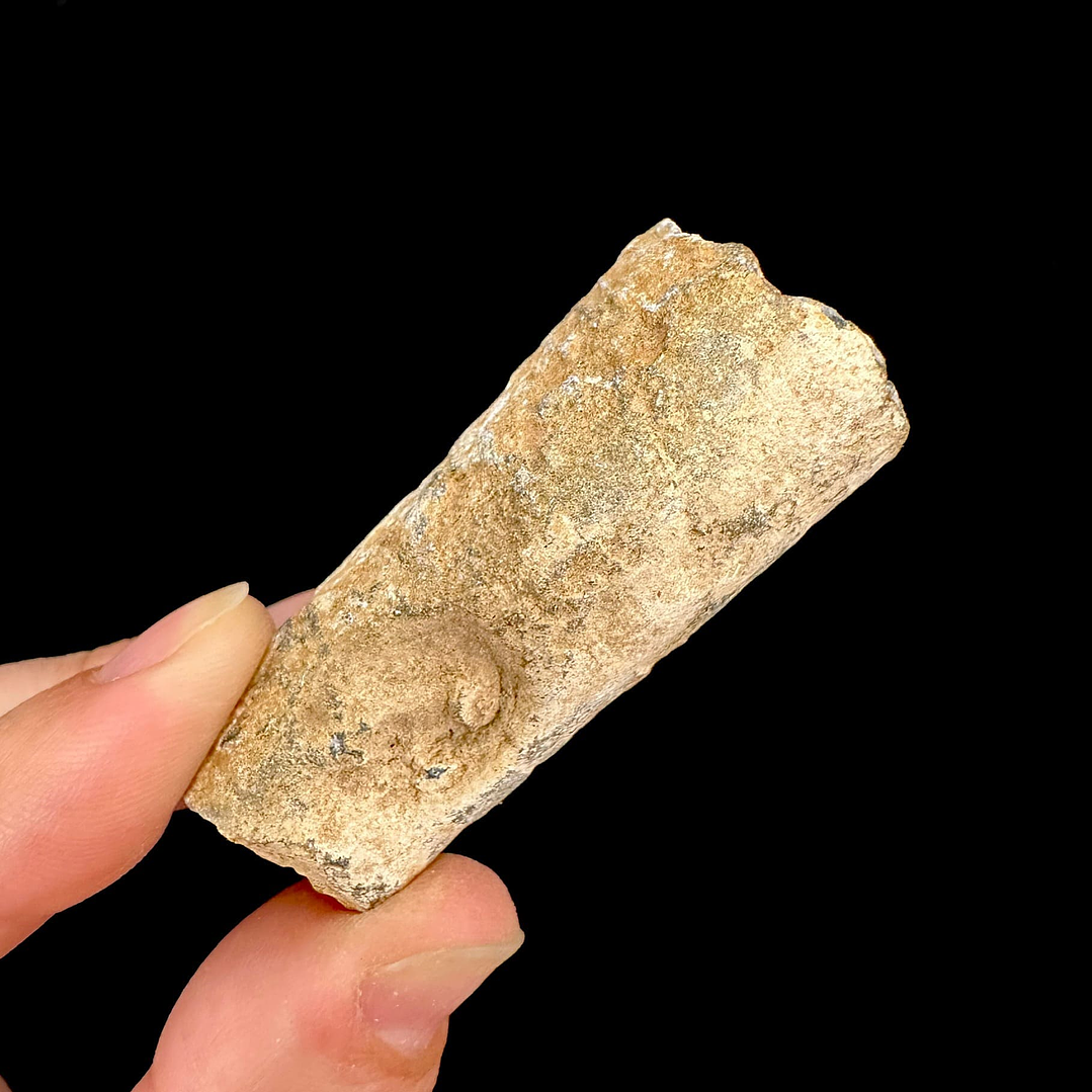 Fósil de Crinoidea #4 4