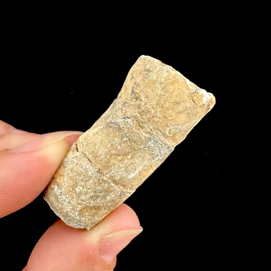 Fósil de Crinoidea #5 2