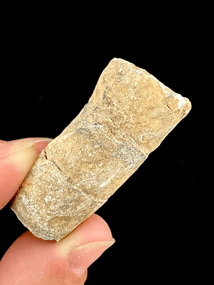 Fósil de Crinoidea #5