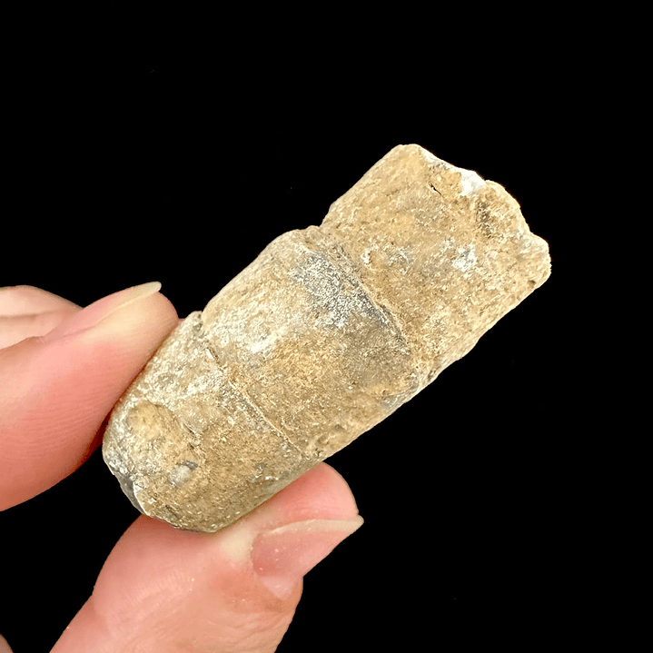 Fósil de Crinoidea #5 4