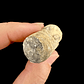 Fósil de Crinoidea #5 - Miniatura 6