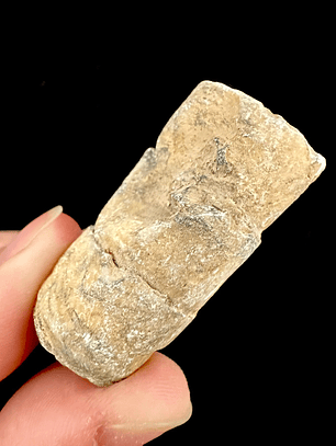 Fósil de Crinoidea #5