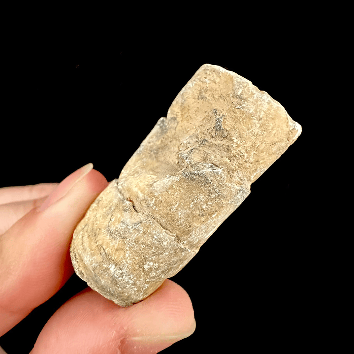 Fósil de Crinoidea #5 1