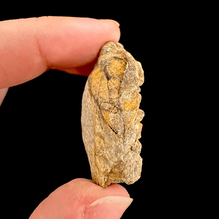 Fósil de Trilobite #10 4