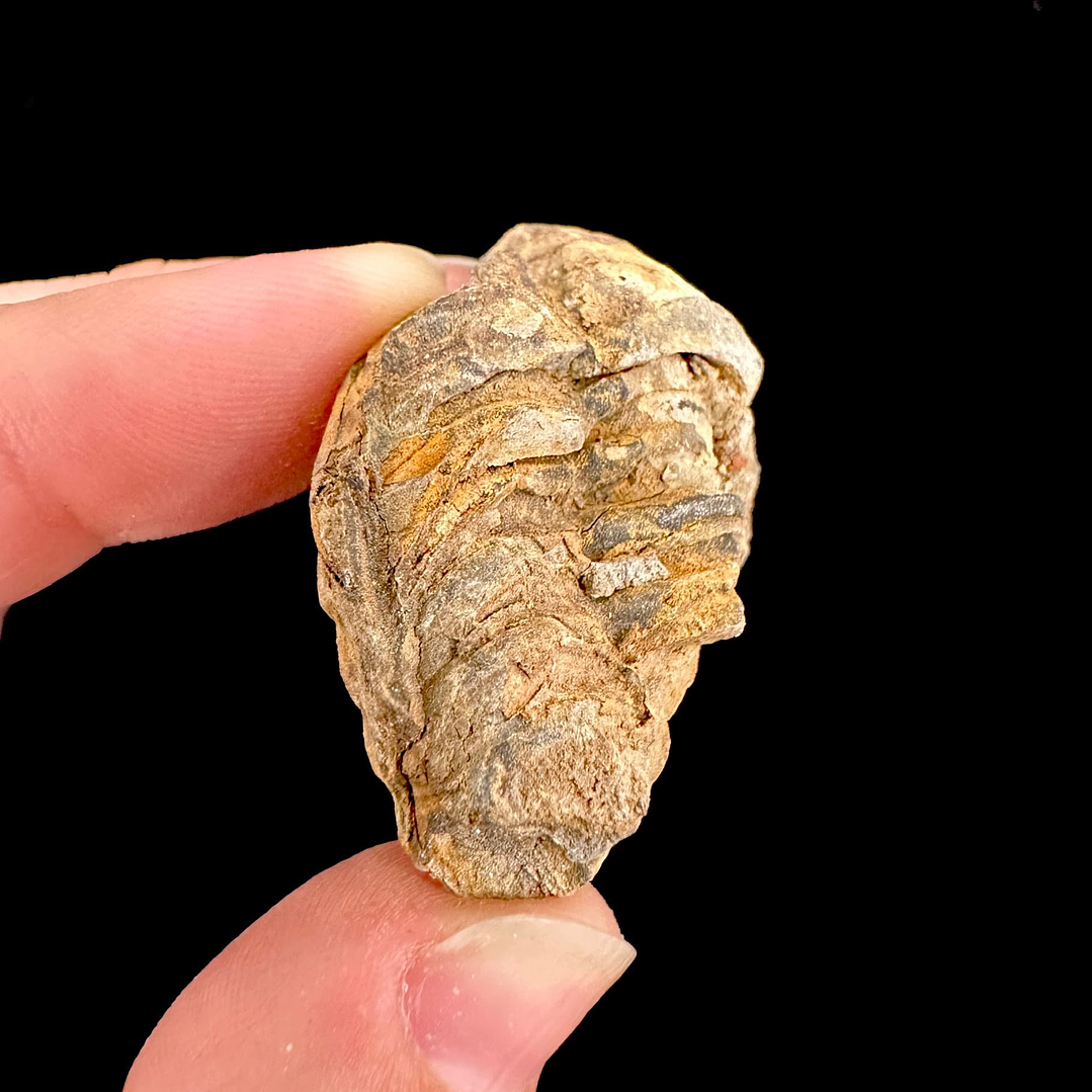 Fósil de Trilobite #10 3