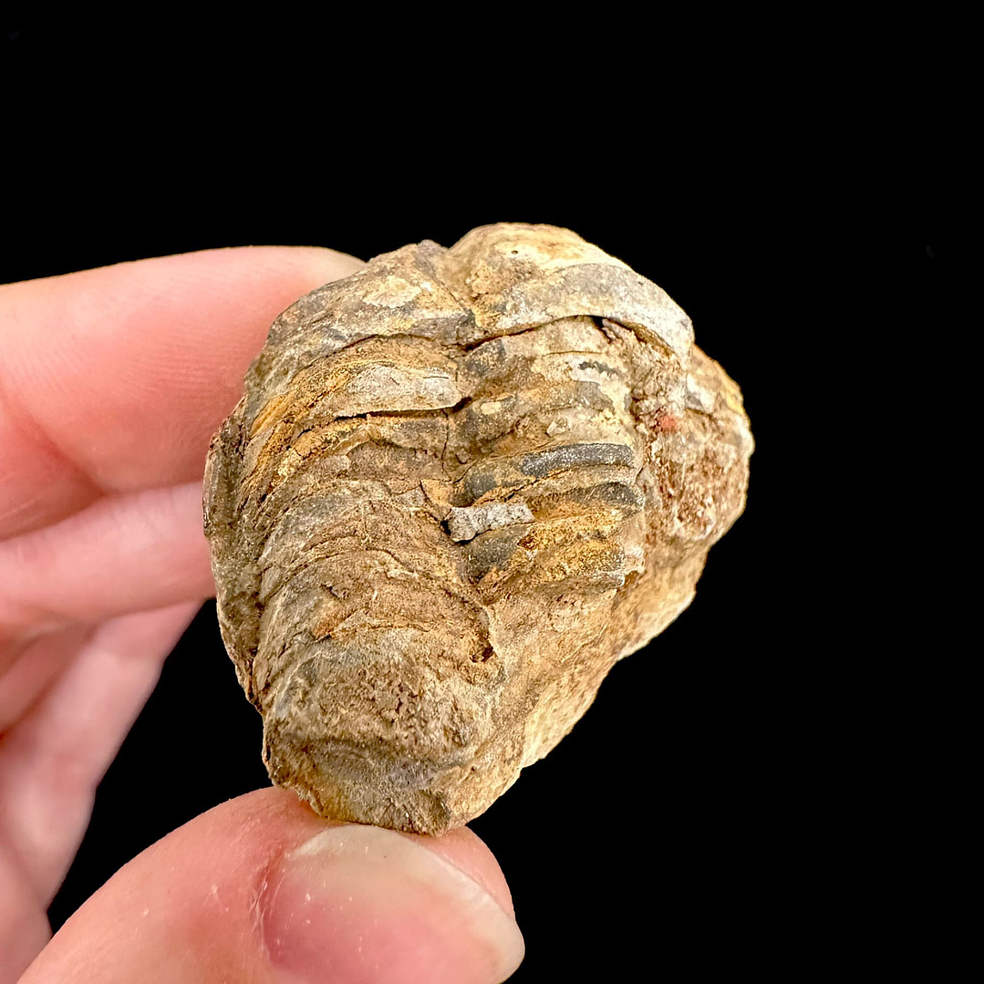 Fósil de Trilobite #10 2