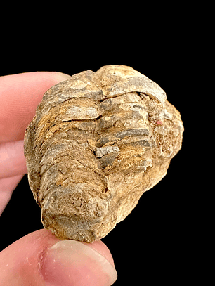 Fósil de Trilobite #10