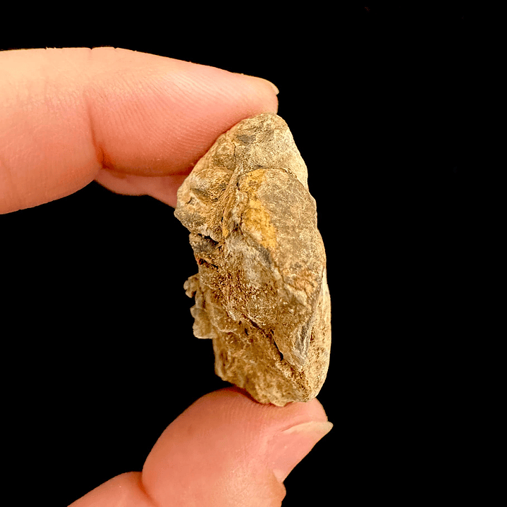 Fósil de Trilobite #10 5