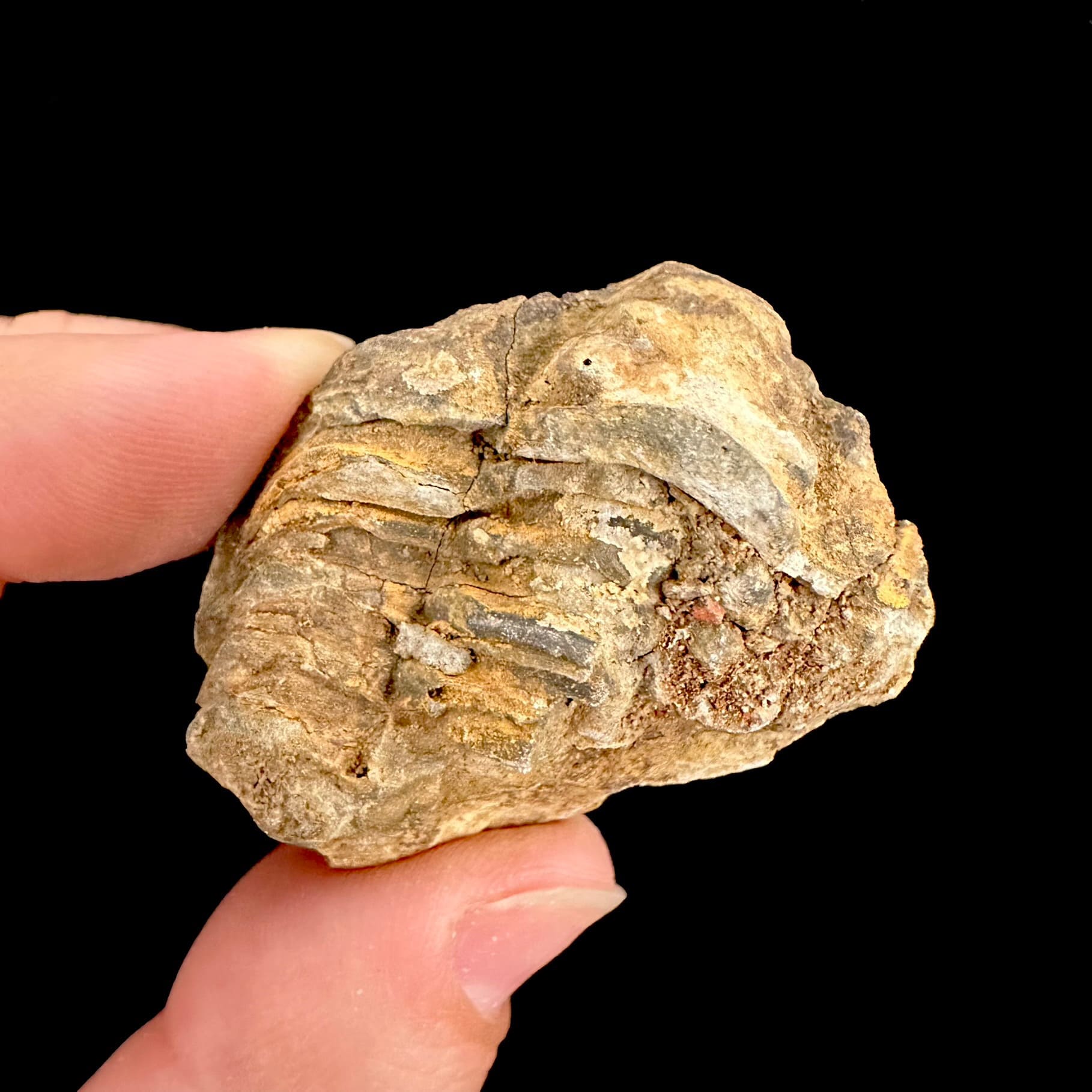 Fósil de Trilobite #10