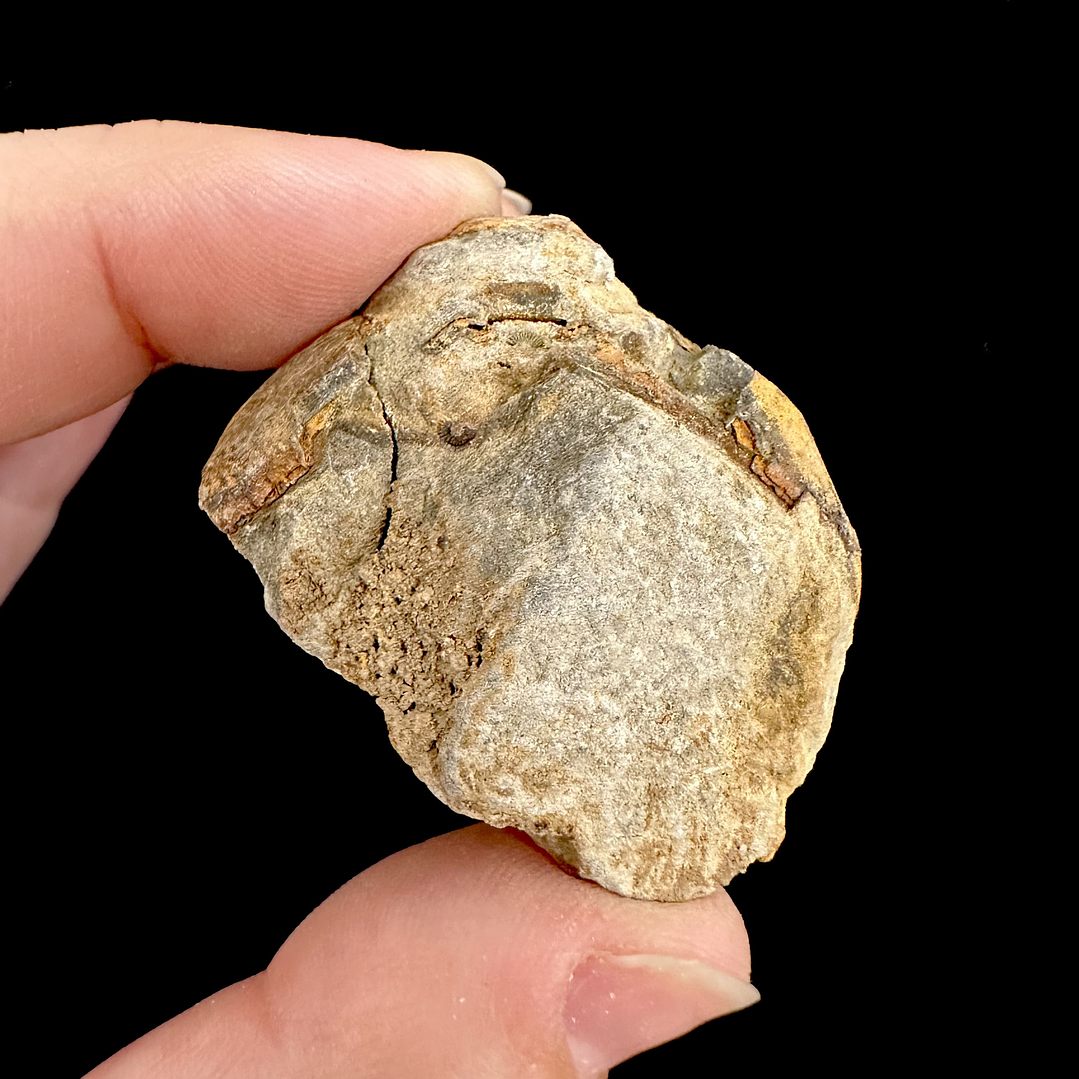 Fósil de Trilobite #10 6