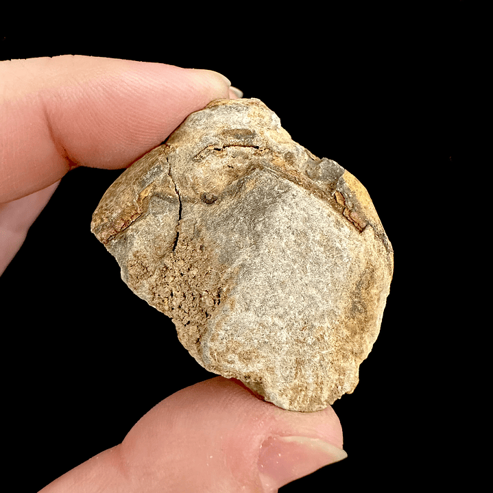 Fósil de Trilobite #10 6